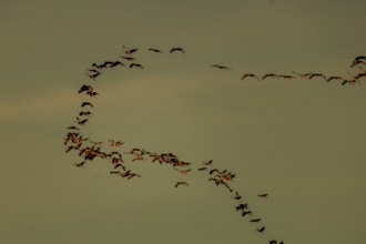 Birds move in changing formations in the calm evening sky, Crane (Grus grus) wildlife, Western