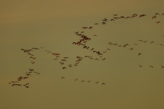 Large flock of birds roaming the sky in harmonious formation, Crane (Grus grus) wildlife, Western