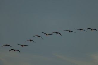 A series of birds flying in an orderly line through twilight, crane (Grus grus) wildlife, Western