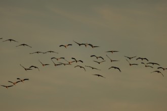 A group of birds flying in formation against a gentle evening sky, Crane (Grus grus) wildlife,