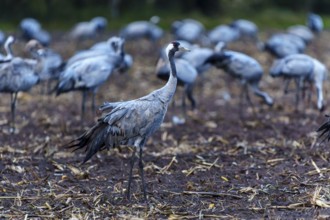 A crane in the middle of a group in an autumnal field, crane (Grus grus) wildlife, Western