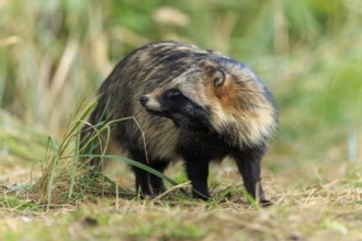 Raccoon dog standing carefully in grass, surrounded by natural environment, raccoon dog,