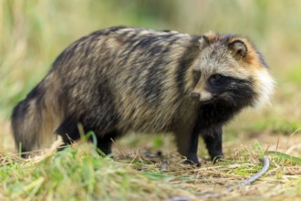 Raccoon dog standing alert in grass, surrounded by forest, raccoon dog, (Nyctereutes procyonoides),