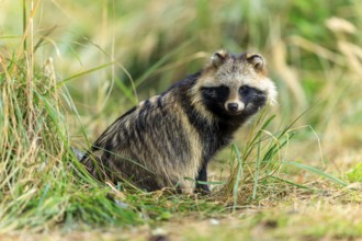 Raccoon dog looking carefully at the camera, environment of grass and forest, raccoon dog,