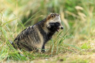 Raccoon dog sitting in grass surrounded by natural forest environment, raccoon dog, (Nyctereutes