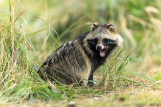 A raccoon dog sits sideways in the grass and opens its snout slightly, raccoon dog, (Nyctereutes
