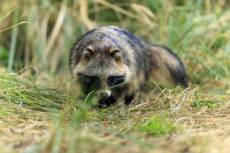 A raccoon dog sniffs the ground surrounded by tall grass in nature, raccoon dog, (Nyctereutes