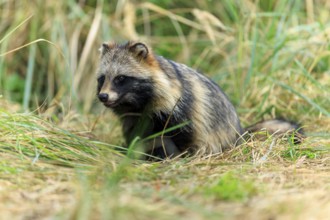 A raccoon dog sits attentively on the ground, surrounded by grass, raccoon dog, (Nyctereutes