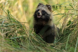 A raccoon dog sits in a meadow, surrounded by tall grass, and looks to the side, raccoon dog,