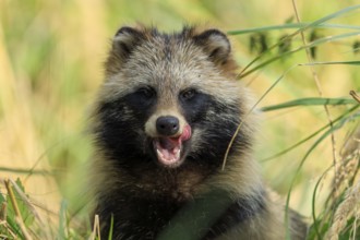 A raccoon dog shows its tongue and sits attentively in the grass, raccoon dog, (Nyctereutes