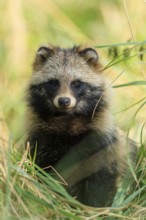A raccoon dog sits upright in the grass and looks directly at the camera, raccoon dog, (Nyctereutes