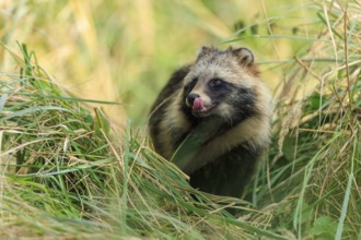 A raccoon dog licks its snout and is surrounded by grass, raccoon dog, (Nyctereutes procyonoides),