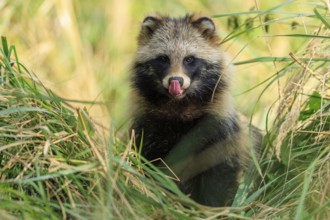 A raccoon dog sticks out its tongue and sits in tall grass, raccoon dog, (Nyctereutes