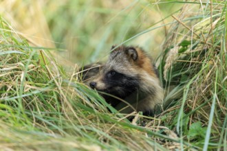 A raccoon dog looks curiously out of a grass hideaway in nature, raccoon dog, (Nyctereutes
