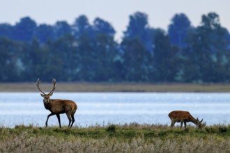 Two deer stand near a lake in front of a row of trees, red deer (Cervus elaphus), rutting,