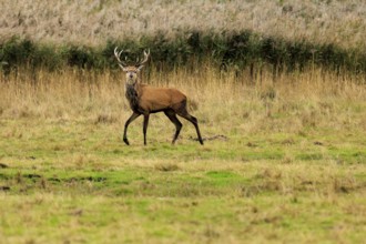 A deer with antlers walks across an extensive autumn meadow, red deer (Cervus elaphus), rutting,