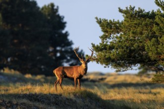 A deer with impressive antlers stands at sunset in front of trees, red deer (Cervus elaphus),