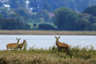 Two deer stand on the banks of a river in natural surroundings, red deer (Cervus elaphus), rutting,