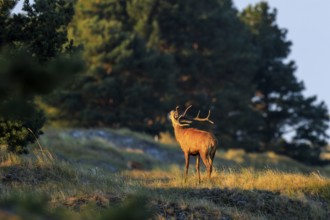 Deer with antlers standing in front of a forest in the evening light, red deer (Cervus elaphus),