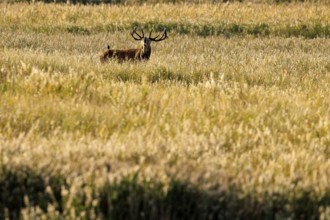 Deer with antlers standing in a meadow in golden evening light, red deer (Cervus elaphus), rutting,