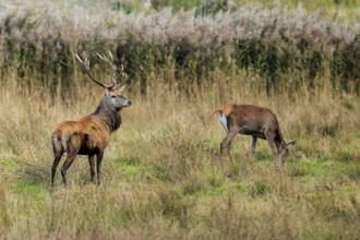 A deer with antlers and another deer in a grassy meadow, red deer (Cervus elaphus), rutting,