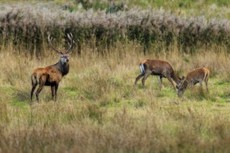 A group of deer in an autumnal meadow landscape surrounded by trees, deer (Cervus elaphus),