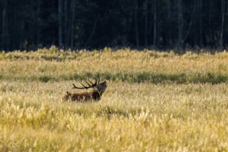 A deer with large antlers stands in the grass field under sunlight, red deer (Cervus elaphus),