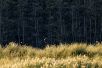 A deer hiding in tall grass in front of a dark forest, red deer (Cervus elaphus), rutting,