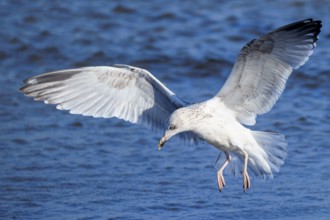 A seagull flies low above water with widely spread wings, herring gull (Larus argentatus) wildlife,