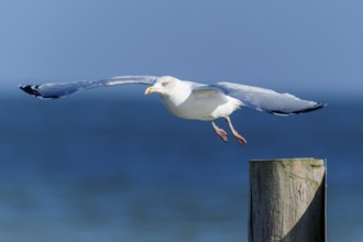 A seagull flies close over a wooden post in front of the blue sea, herring gull (Larus argentatus)