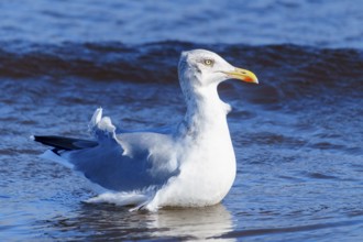 A seagull stands in shallow sea water against a blue background, herring gull (Larus argentatus)