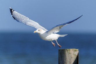 A seagull flies off a wooden post across the blue sea, herring gull (Larus argentatus) wildlife,