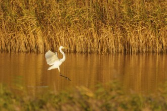 A heron lands on a reed bank with golden wings in the light, great egret (Ardea alba, syn.: