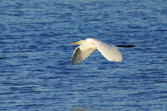 A heron flies across a blue lake under a clear sky, great egret (Ardea alba, syn.: Casmerodius