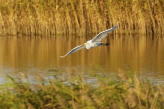 A heron flies over a reed pond in the golden light of nature, great egret (Ardea alba, syn.: