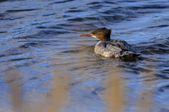 A duck bird paddles across a calm water surface, surrounded by natural landscape, goose sawers