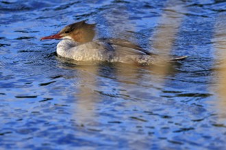 A duck bird swims on a blue body of water surrounded by nature, goose sanders (Mergus merganser),