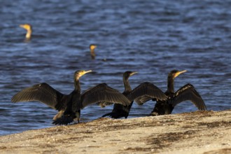 Cormorants stand on the shore and spread their wings, surrounded by calm water, cormorant,