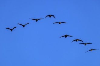 Eight cormorants fly in an arc formation in the blue sky, cormorant, (Phalacrocorax carbo),