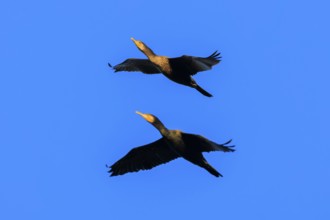 Two cormorants flying synchronously in the blue sky, cormorant, (Phalacrocorax carbo), wildlife,