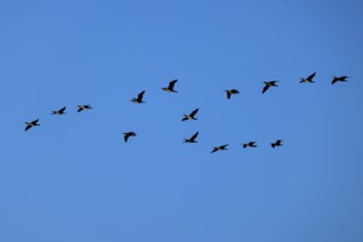 A larger group of cormorants flying in formation in the blue sky, cormorant, (Phalacrocorax carbo),