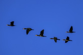 Six cormorants fly close together against a clear blue sky, cormorant, (Phalacrocorax carbo),