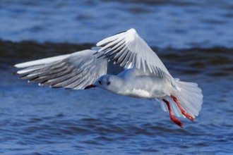 Seagull in the air with wings spread over the blue sea, black-headed gull (Larus ridibundus)