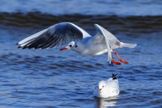 Two seagulls, one flying and the other swimming in the ocean, black-headed gull (Larus ridibundus)