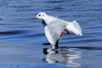 Seagull hovering just above the water with a clear reflection on the water surface, black-headed