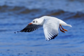 White seagull flying just above water in a clear blue atmosphere, black-headed gull (Larus