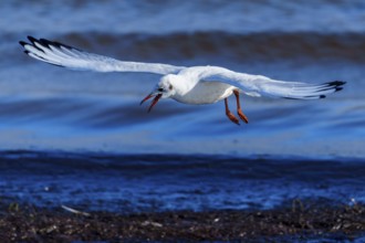 Seagull flies horizontally across the sea and makes a sound, black-headed gull (Larus ridibundus)