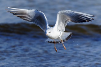 A seagull flies across the blue sea with its wings spread out, black-headed gull (Larus ridibundus)