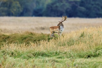 A deer stands in a meadow with tall grass in front of a forest edge in autumn, fallow deer (Dama