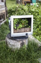 DEU Germany Germany Berlin Green still life with overgrown computer monitor in the gardens of the